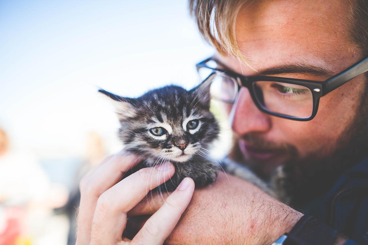 Katzen Massagegerät: Diese Varianten gibt es