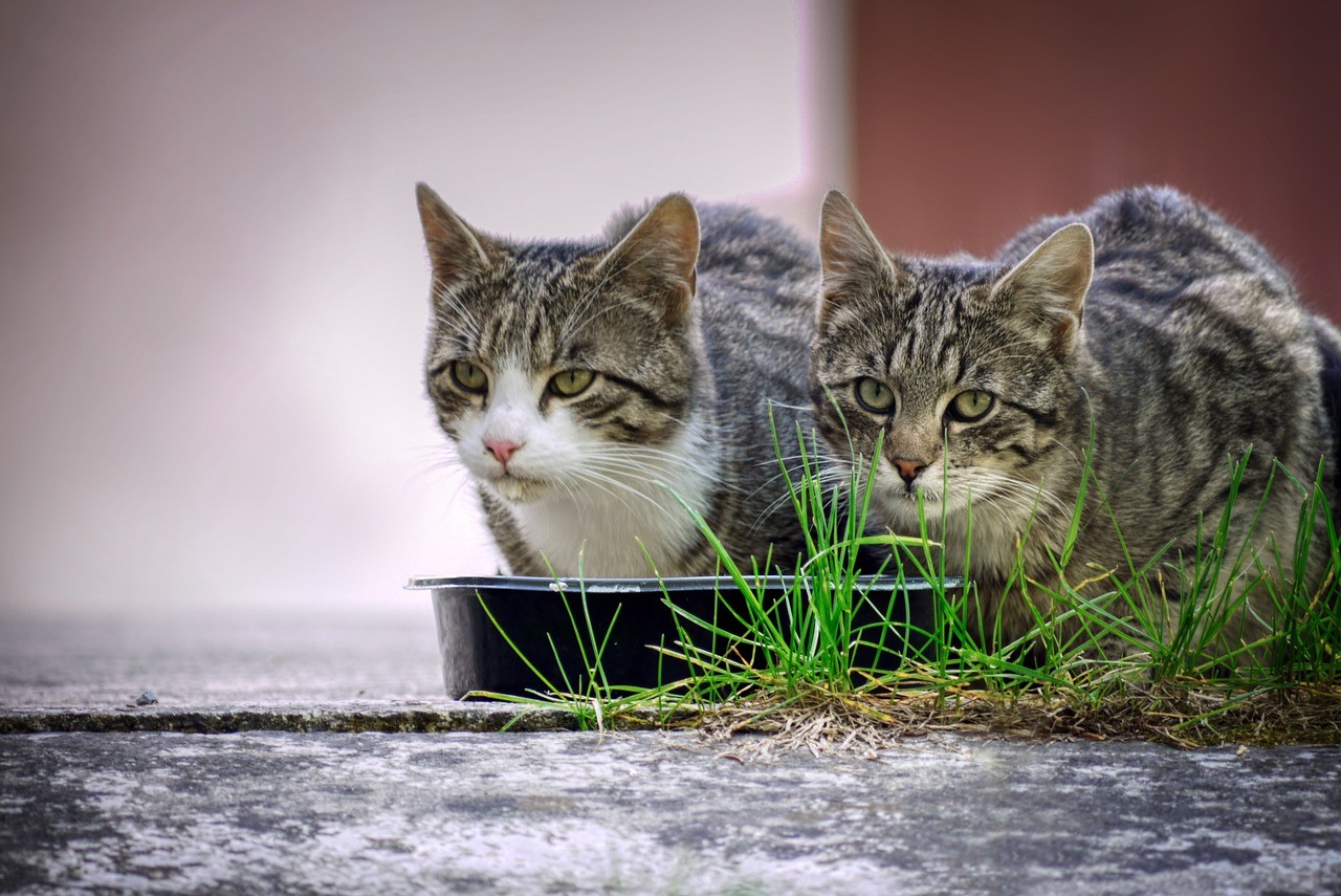 Gutes Katzenfutter gesucht? So wählen Sie es aus