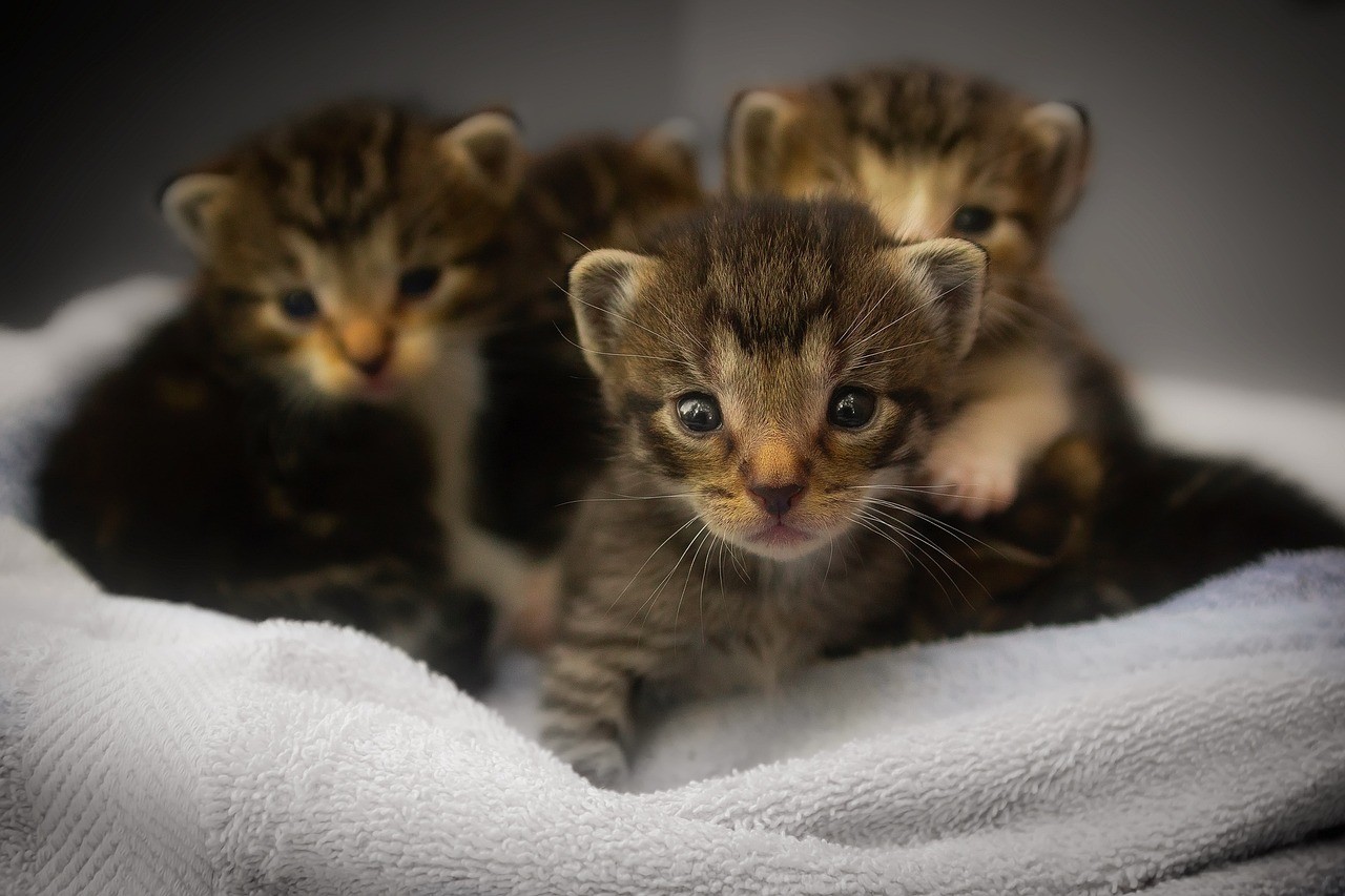 Gute Katzennamen: Alle Infos auf einen Blick