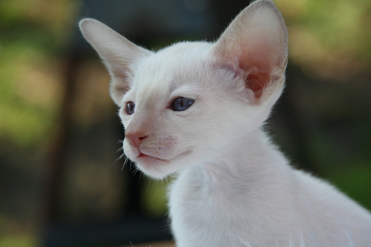 Haarverlust Katze: Mögliche Gründe