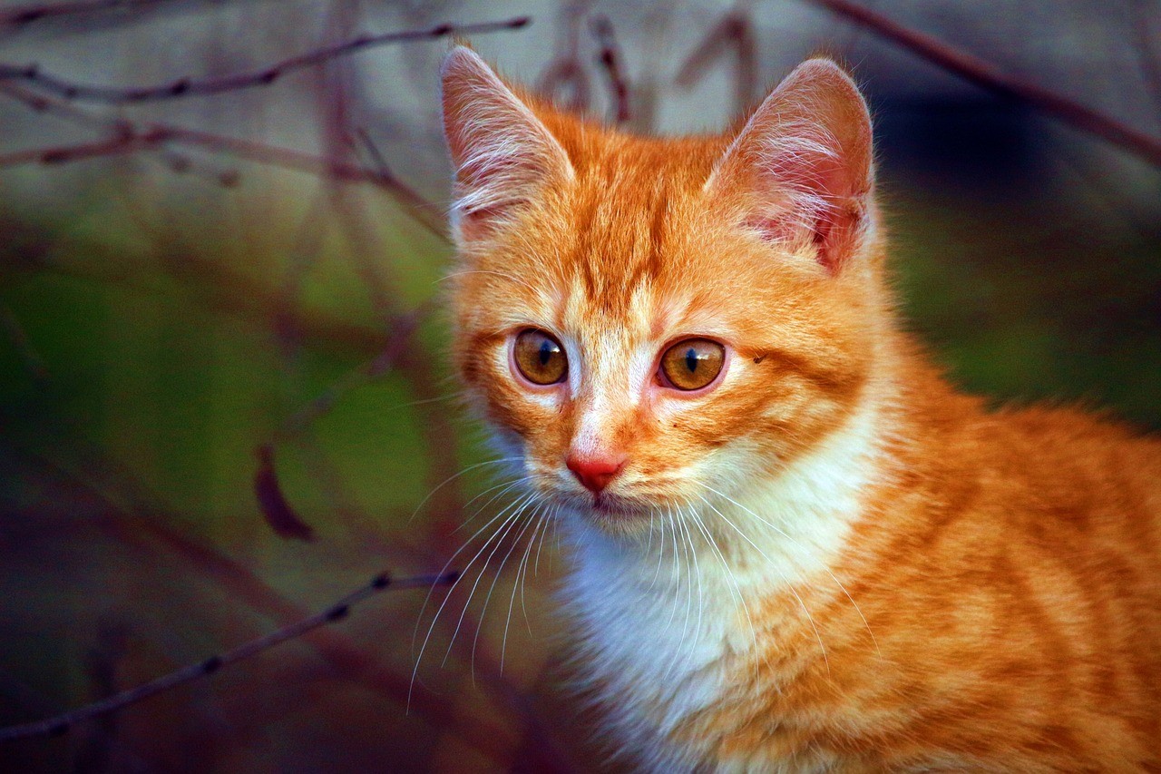 Wie oft machen Katzen Pipi? Alle Infos auf einen Blick.