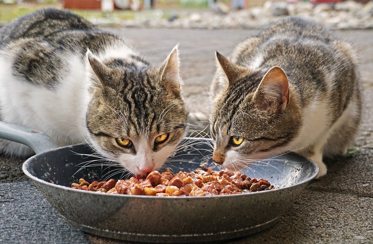 Gesunde Katzennahrung: auf diese Inhaltsstoffe achten