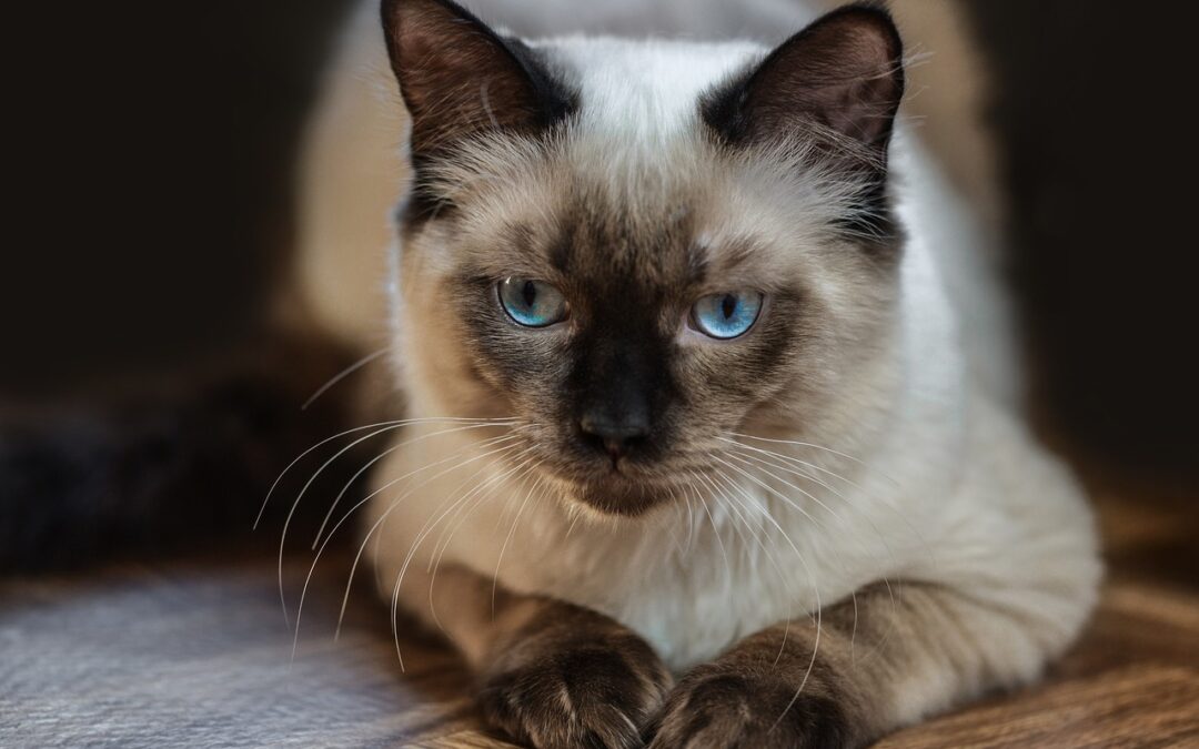 Ragdoll Katzen Erziehung: So erziehen Sie die Kitten richtig