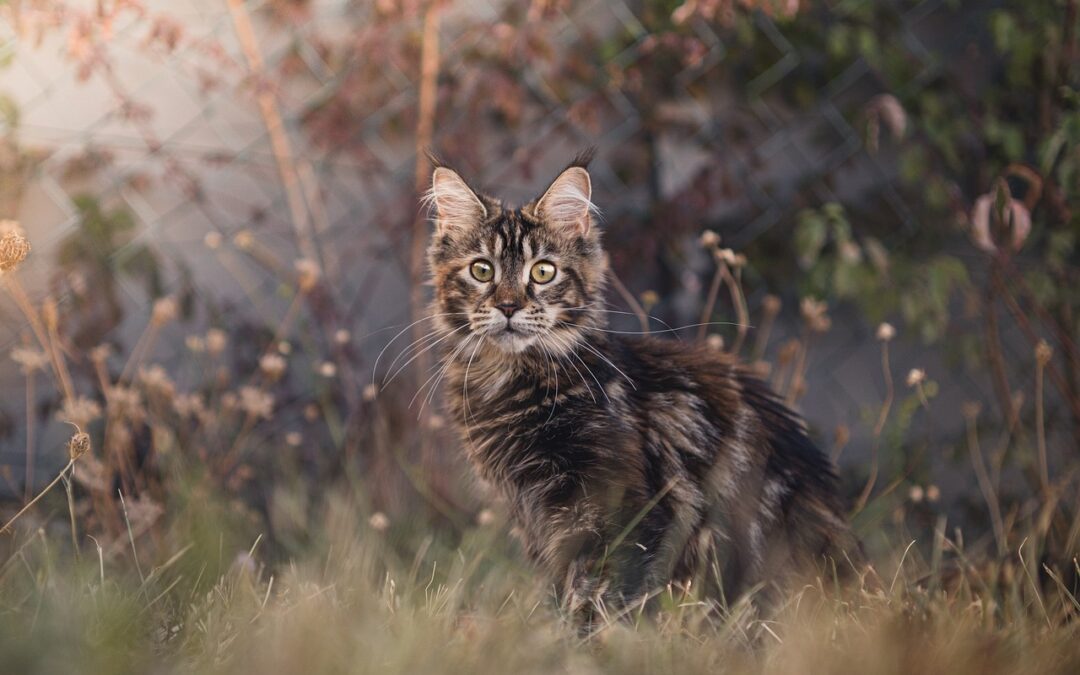 Maine Coon erziehen: So erziehen Sie diese Katze richtig