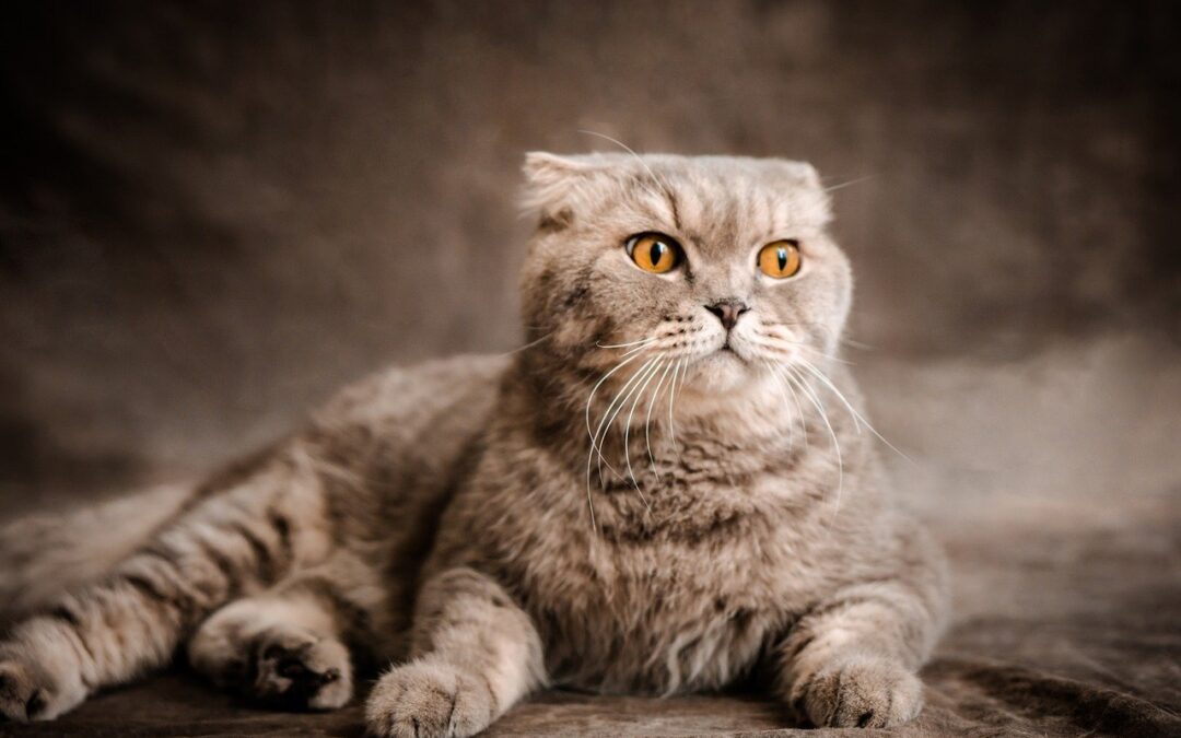 Welche Merkmale hat eine Scottish Fold Katze?