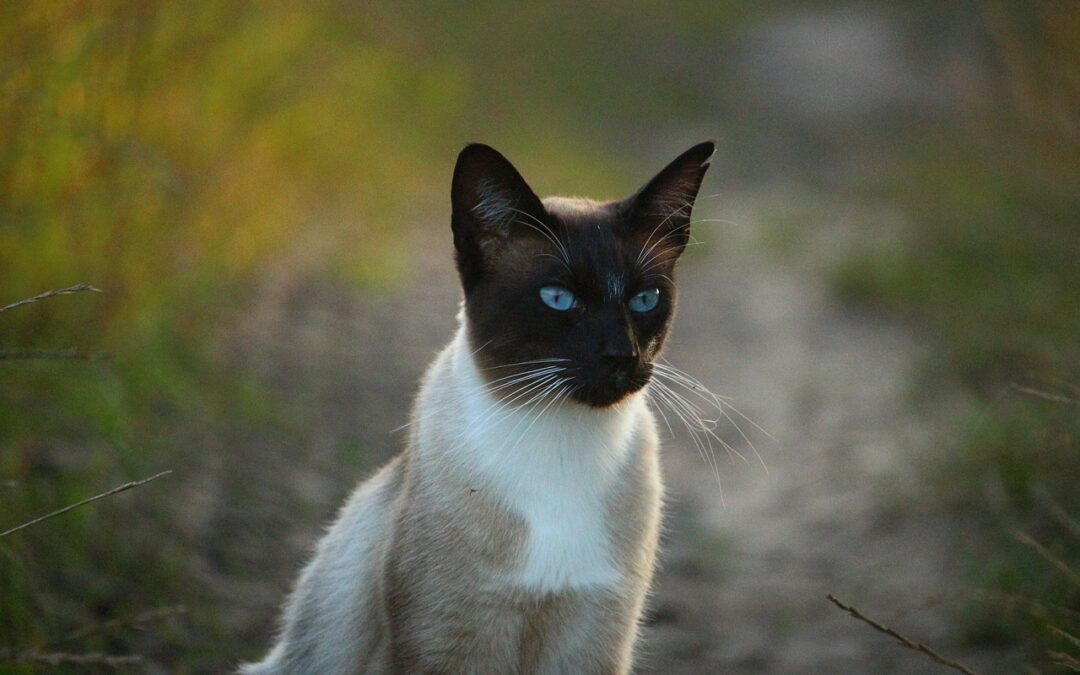 Alles über die Siamkatze: Merkmale, Steckbrief und mehr