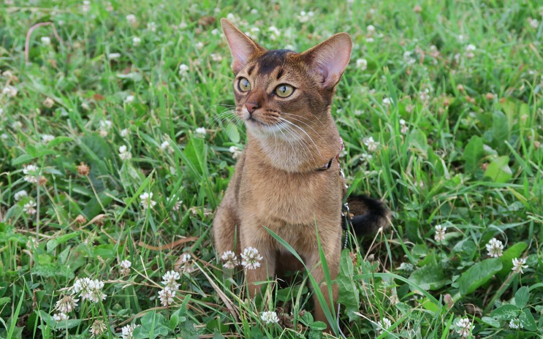 Kennzeichen einer Abessinier Katze